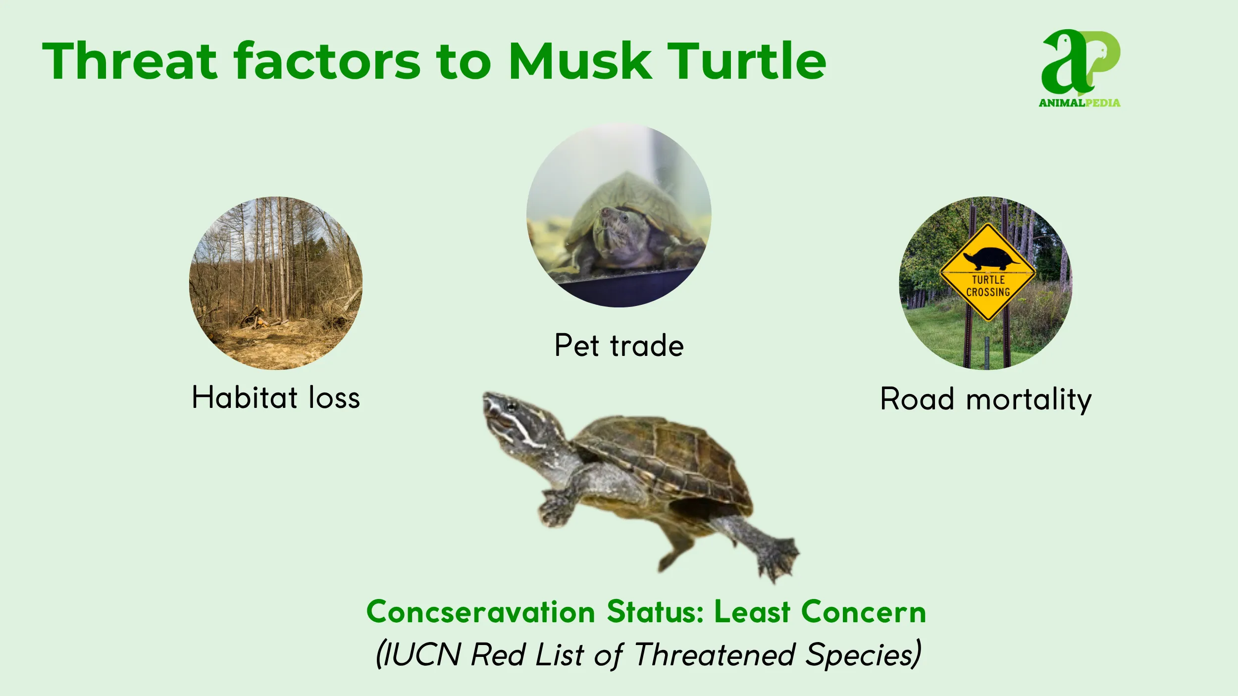 musk turtle concseravation status least concern