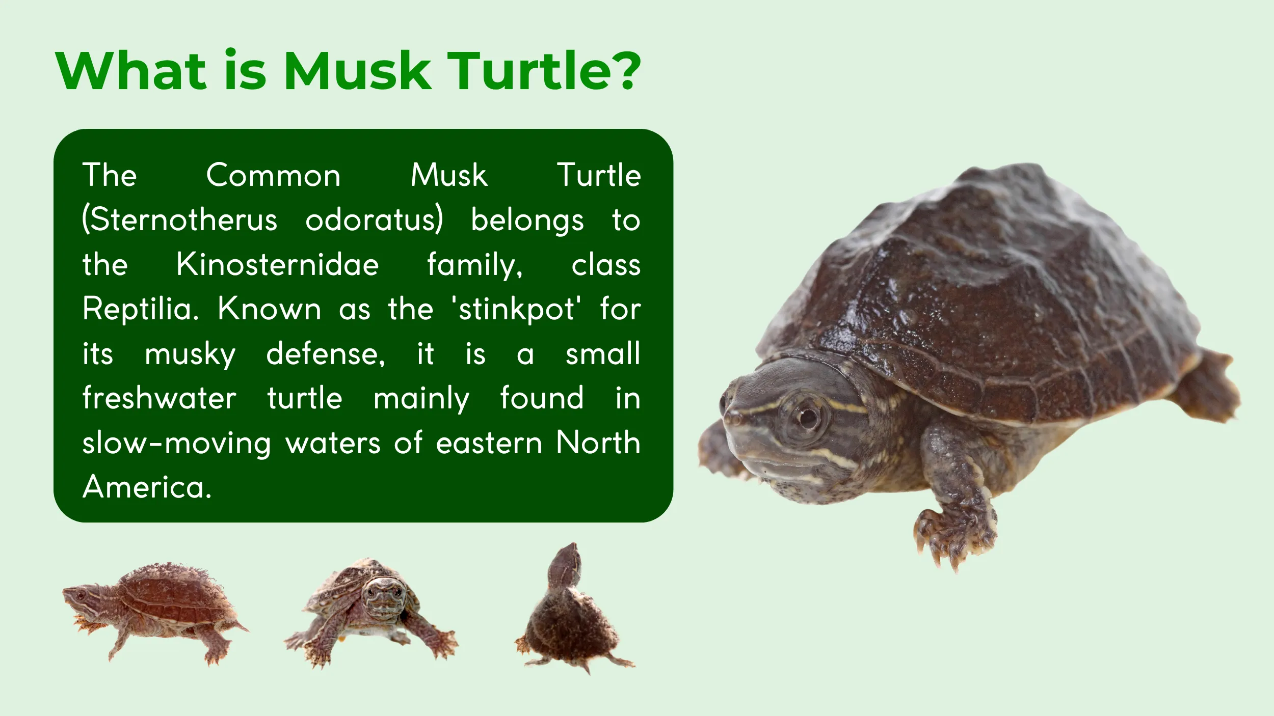 musk turtle description