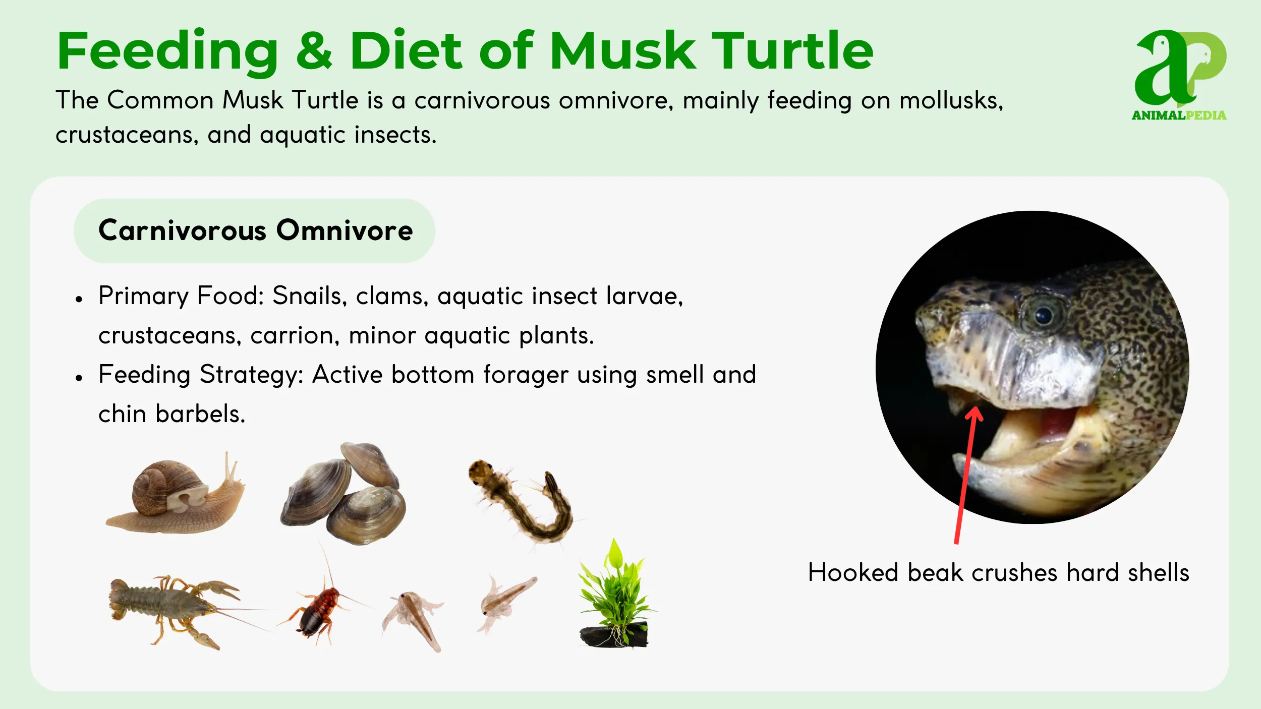 musk turtle feeding and diet