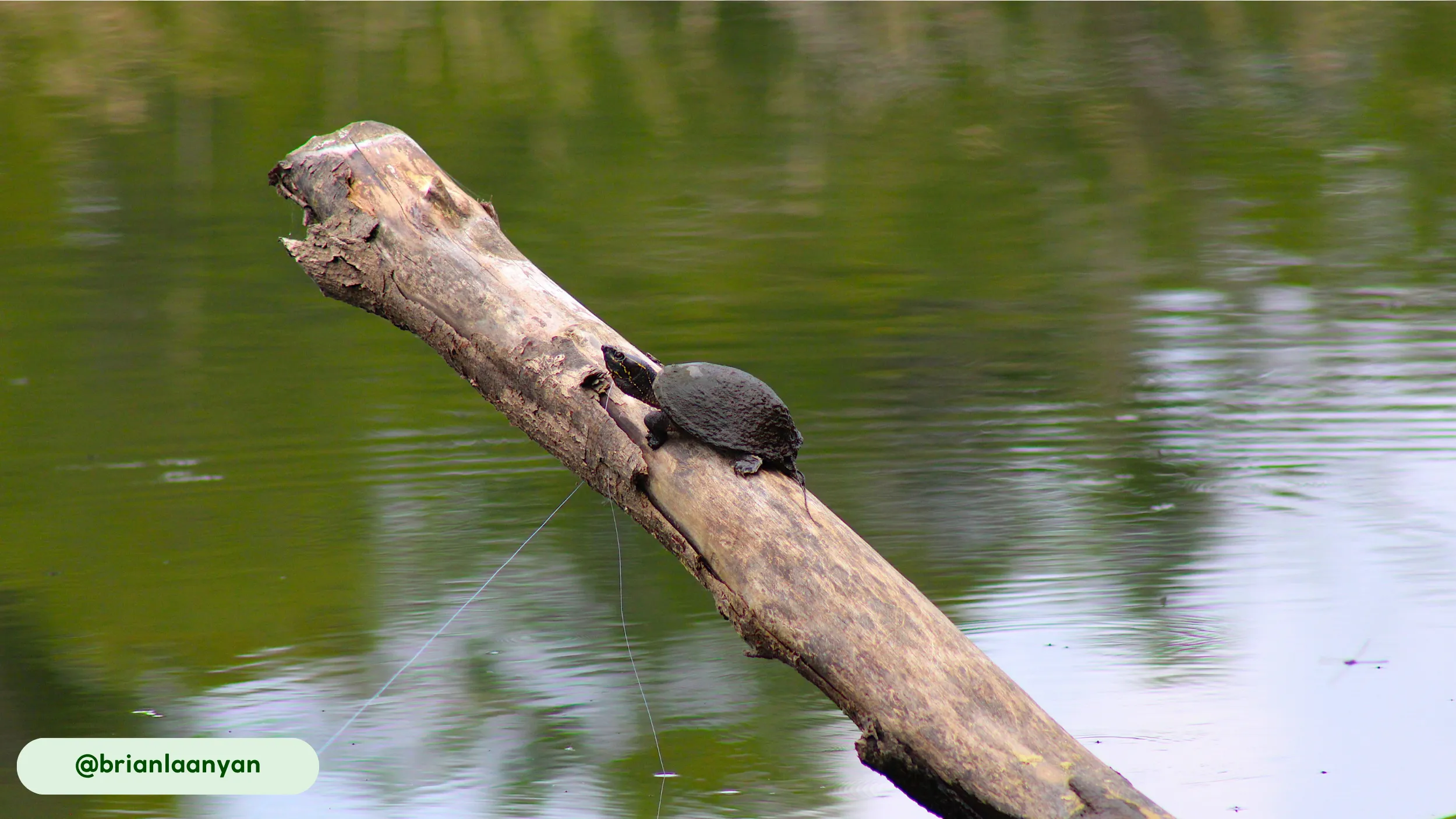 musk turtle is most active during the crepuscular and nocturna
