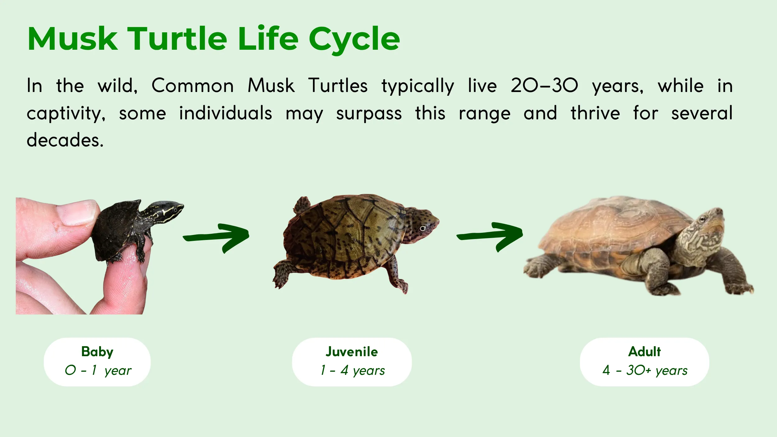 musk turtle life cycle
