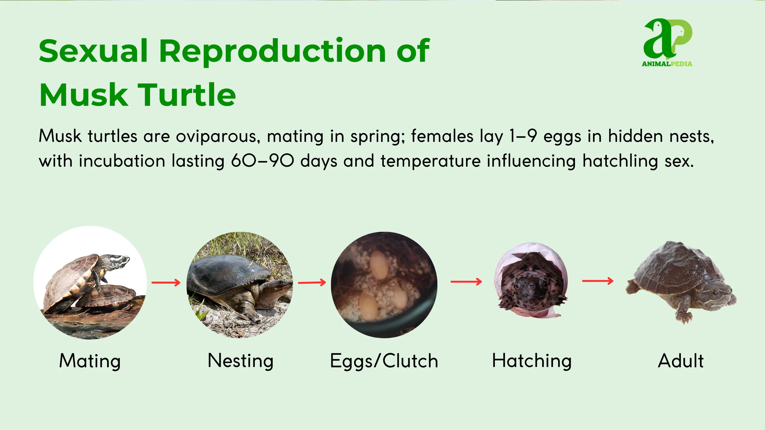 musk turtle reproduction