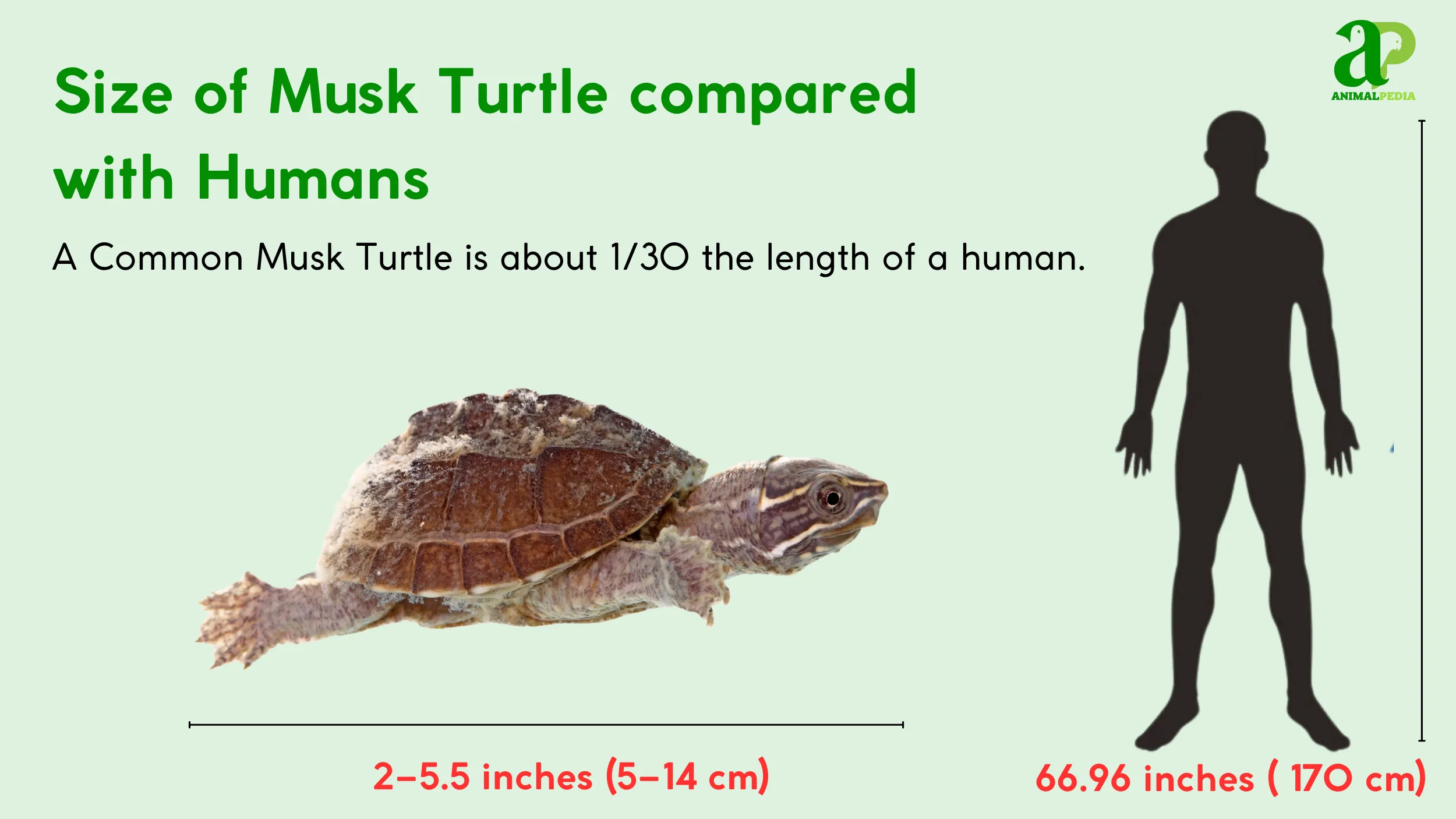 musk turtle size