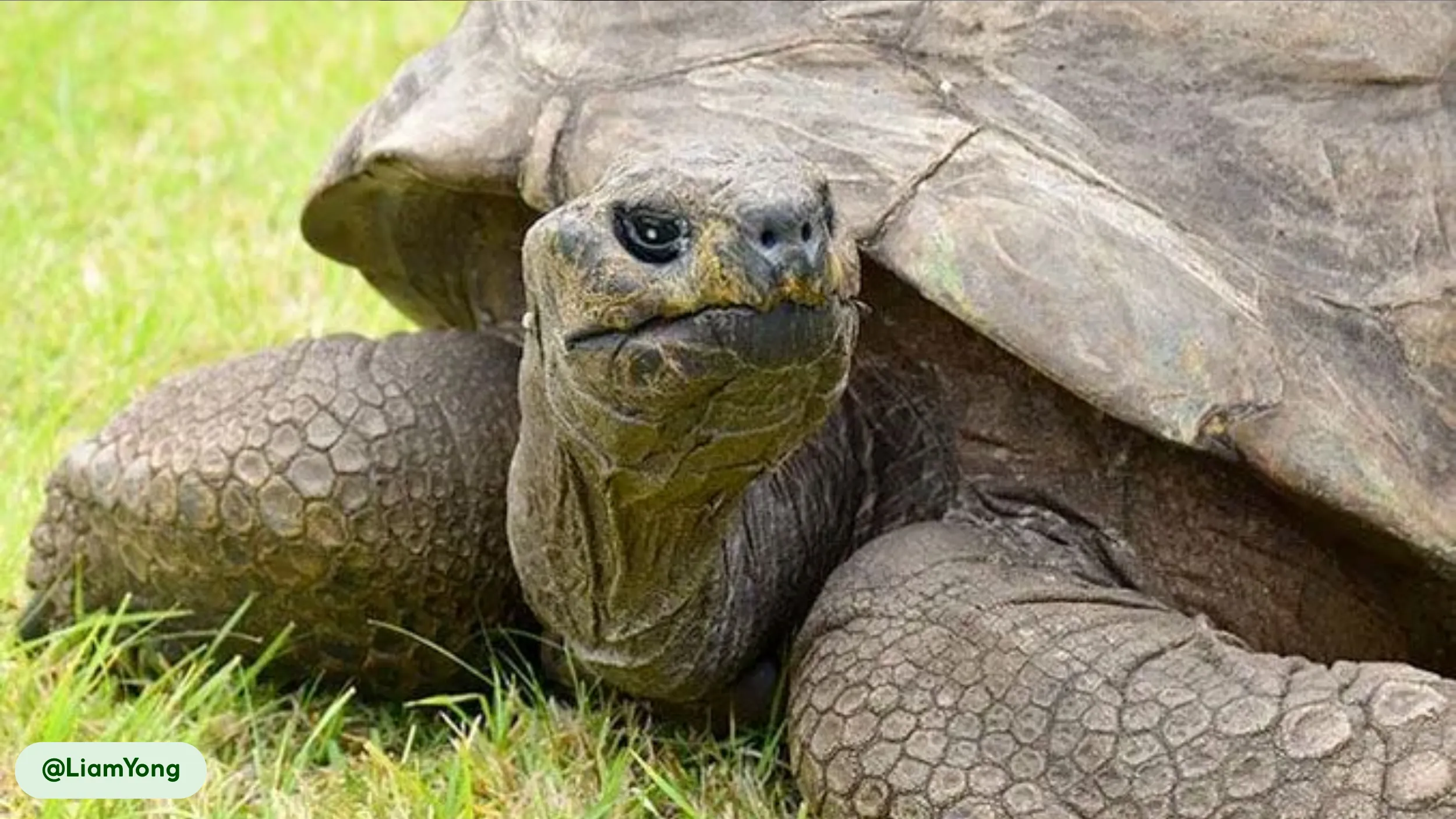 A close-up of a giant tortoise, showcasing its textured shell and intense gaze.