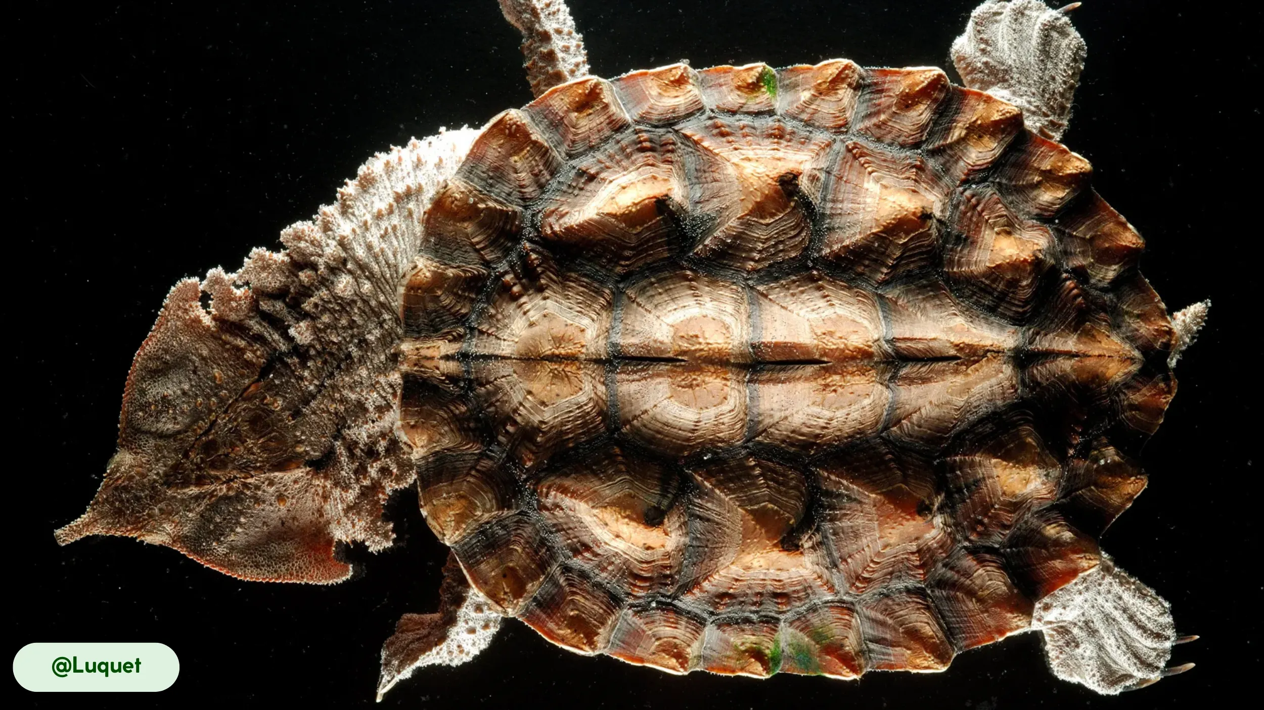 A top view of a Mata Mata turtle, showcasing its unique, flat shell and textured skin.