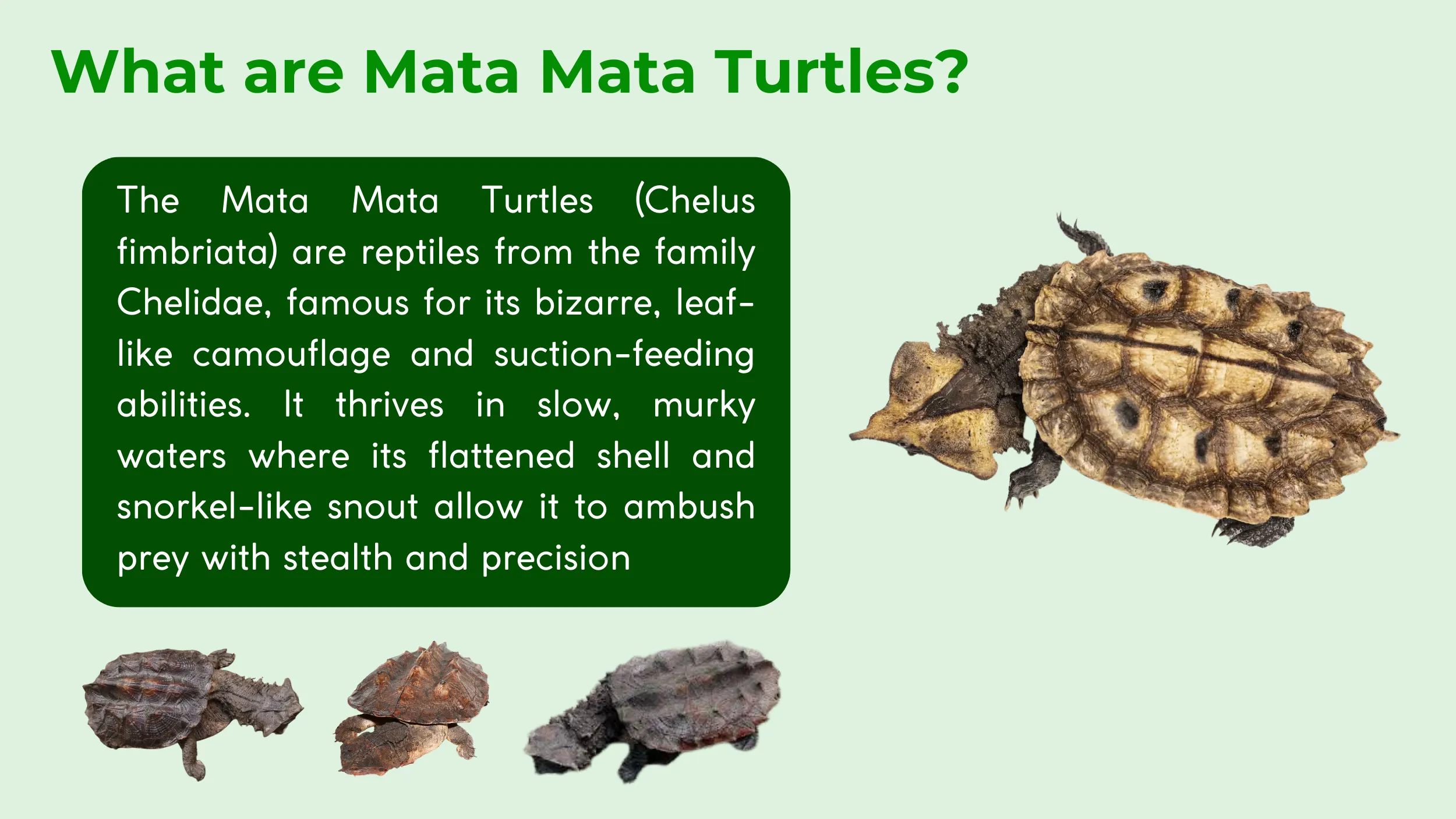 Mata Mata Turtle description