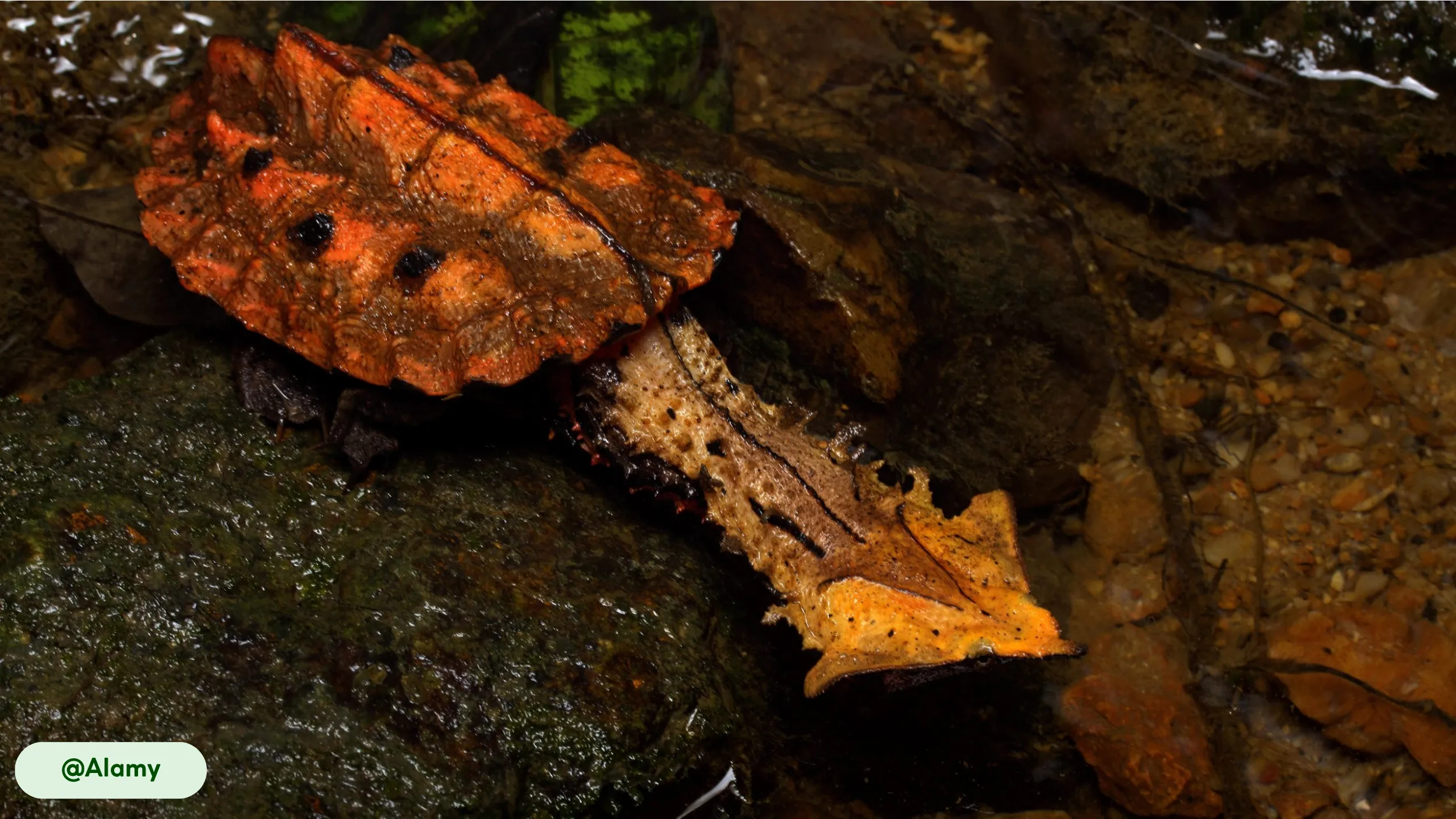 A Mata Mata turtle camouflaged among the rocks, showing its unique, flat body and distinct features.
