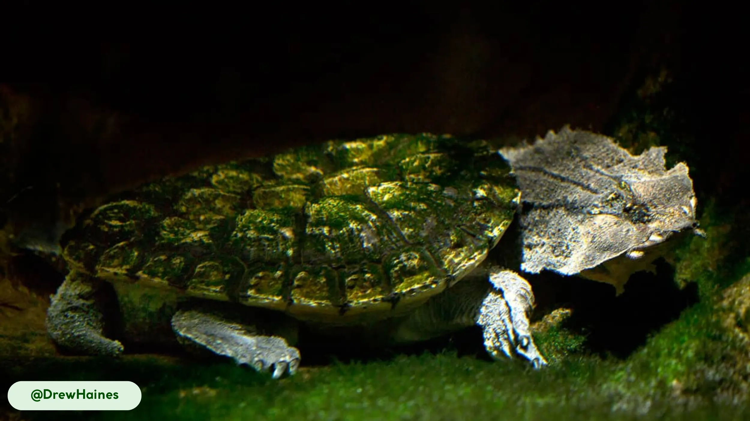 A Mata Mata turtle blends seamlessly with its moss-covered surroundings, showcasing its unique flat shell and textured appearance.