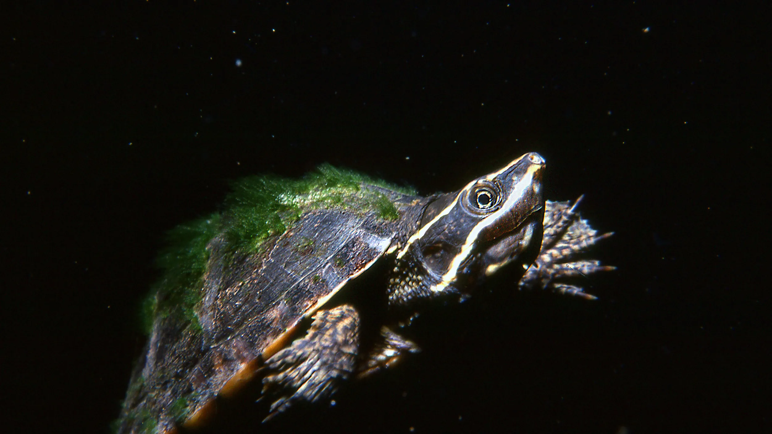 In captivity, some musk turtles have lived beyond 50 years—far longer than in the wild.