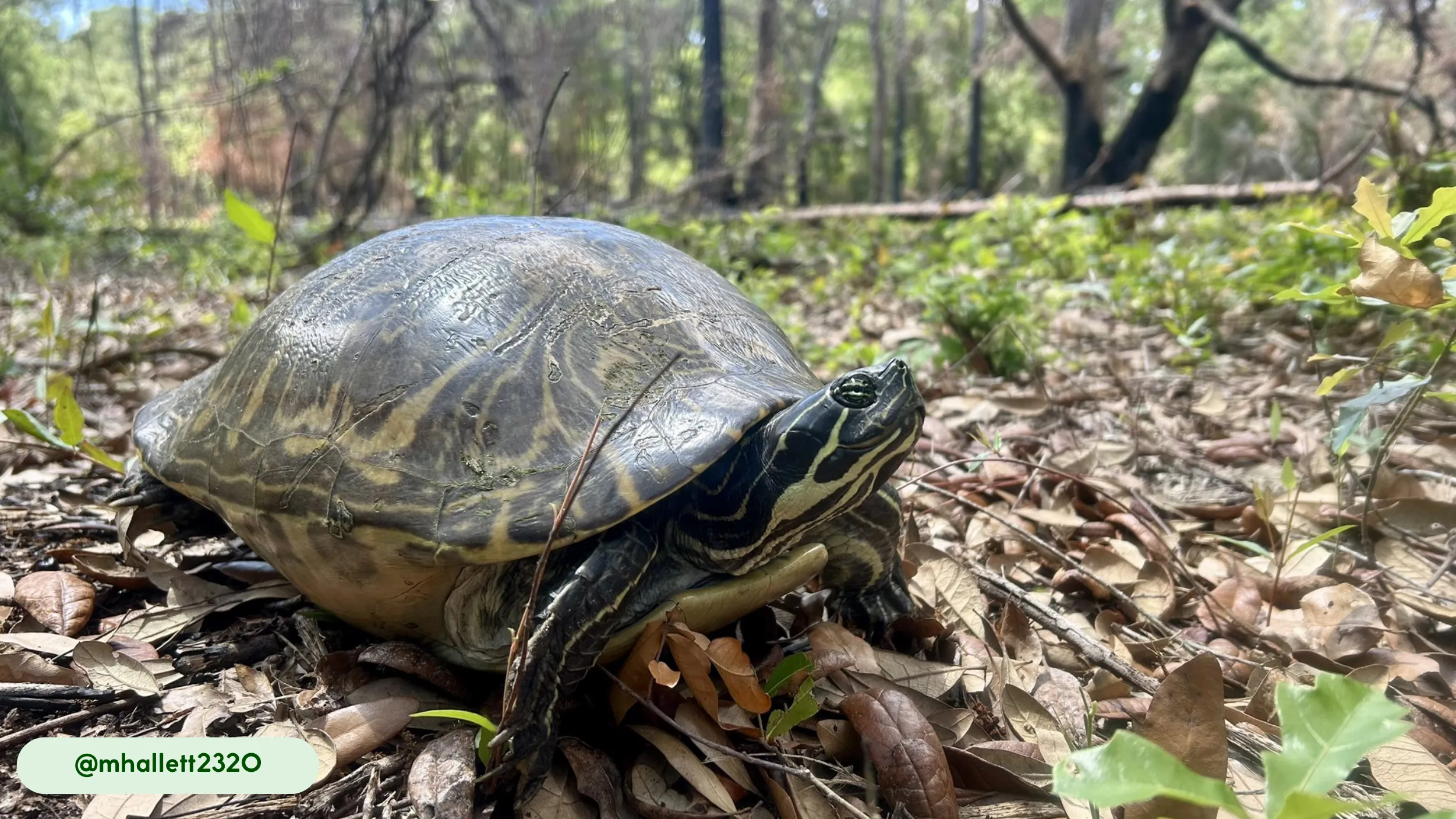 a must turtle walking on the ground with leaves